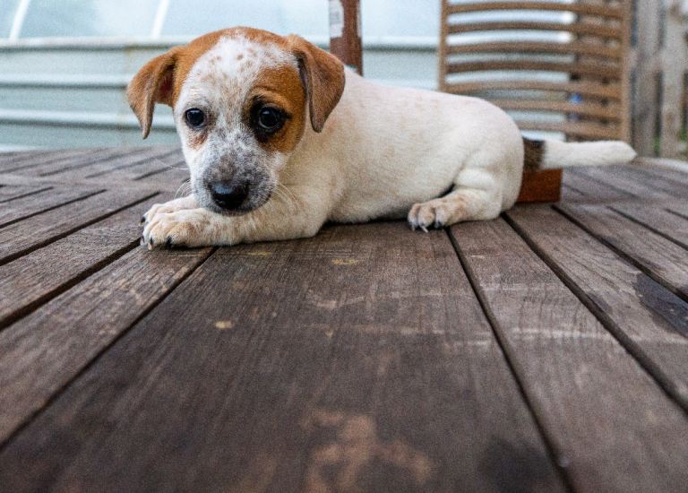 Jack Russel puppies 