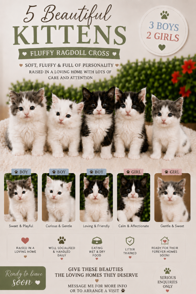 🐾 3 Beautiful Ragdoll Cross Kittens left 🐾