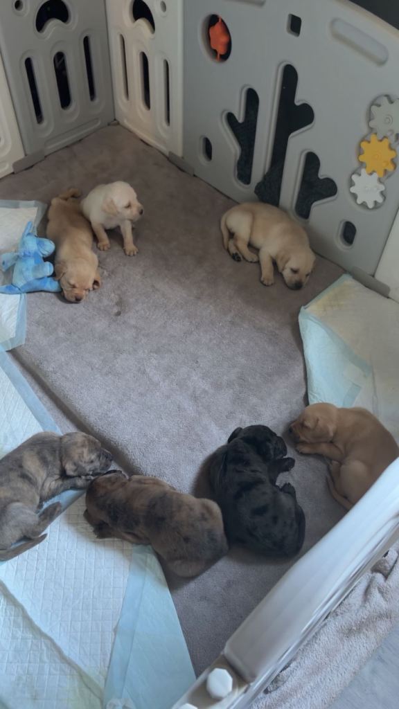 Puppies for sale 