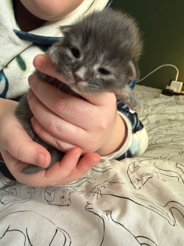 maine coon kittens for sale