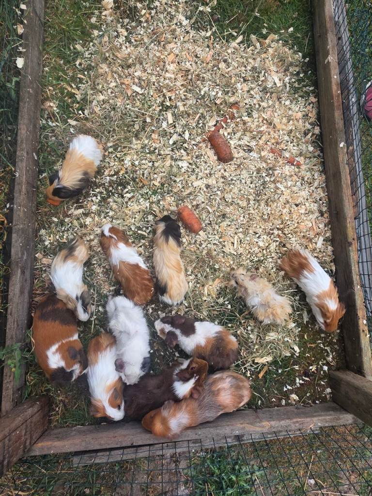 Guinea pigs 