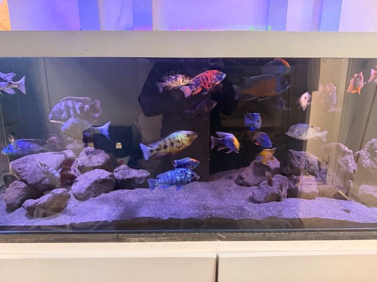African Cichlids (Peacocks and Haps)