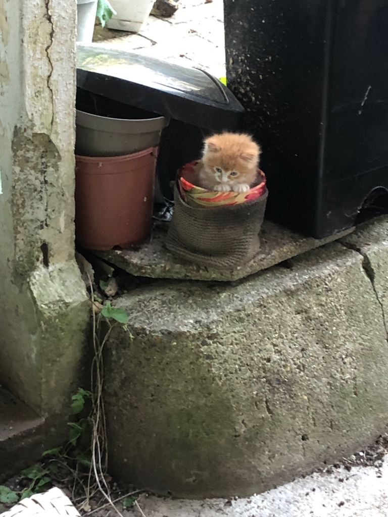 Junior Kitten For Sale Ginger 8 Months Old 