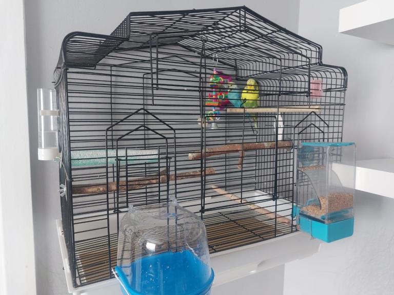 2 Buggies with cage and accessories 