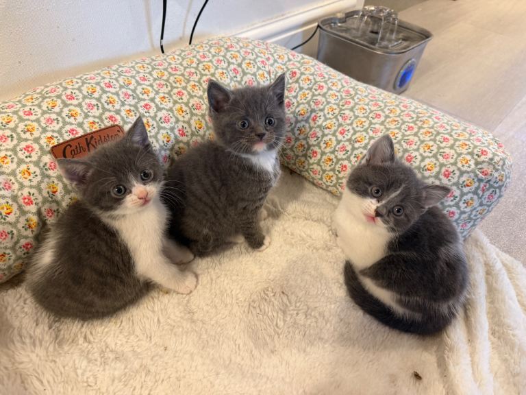 British blue shorthair 
