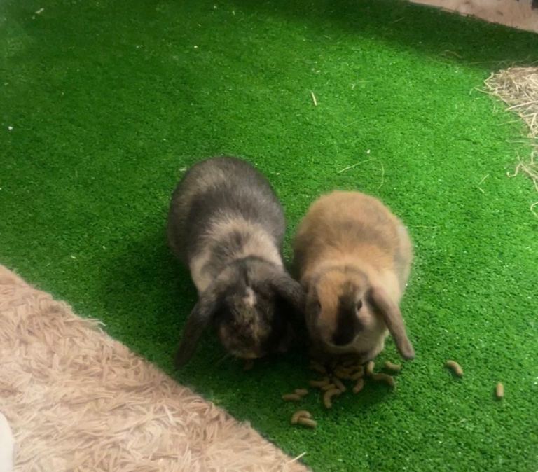 2 Female Rabbits