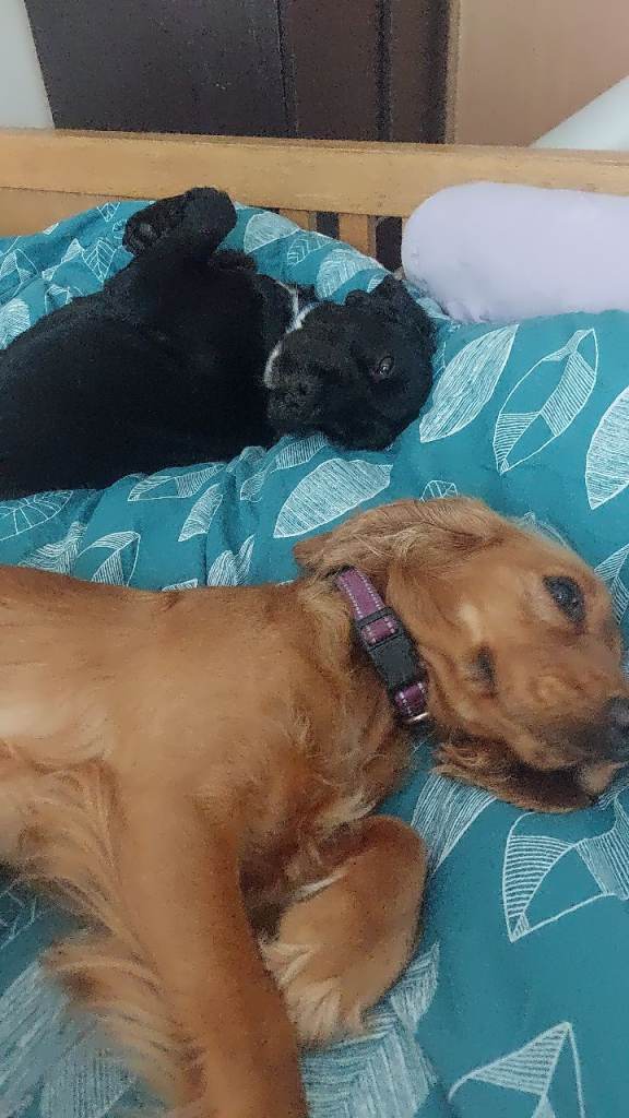   black cocker spaniel pups