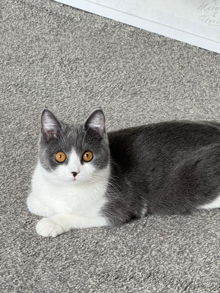 Willow (domestic shorthair)