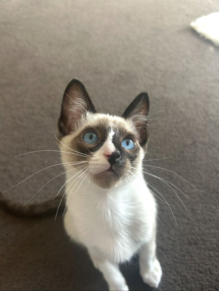 Ragdoll / Siamese kitten for sale 