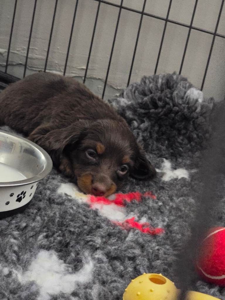 Minature Chocolate & tan Longhaired
