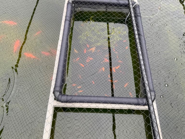 SMALL GOLDFISH For SALE ***** 5 Fish FOR £1*****