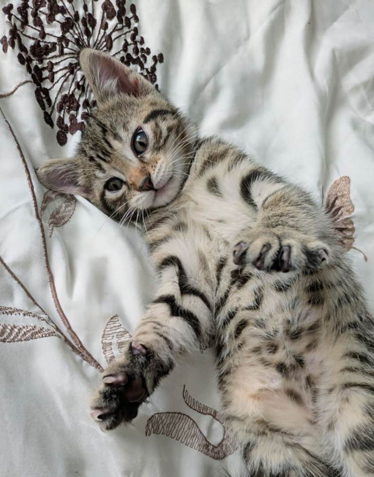 Bengal kittens girls and boy 