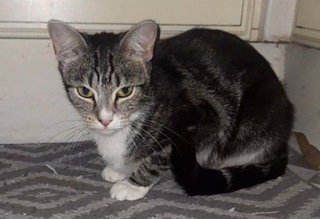 2 Adorable Sibling Cats Looking for a Loving Home 🐾