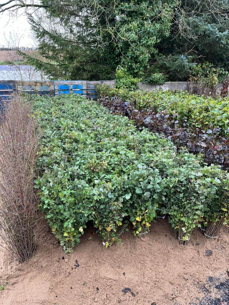 Bare Root Hedging Tree Whips FwNT scheme and Root Balled Hedging, thorn beech box laurel red robin