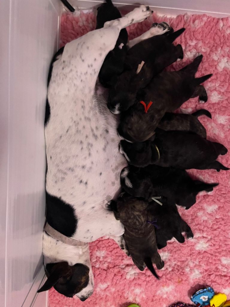 Jack Russell x highland terrier puppies
