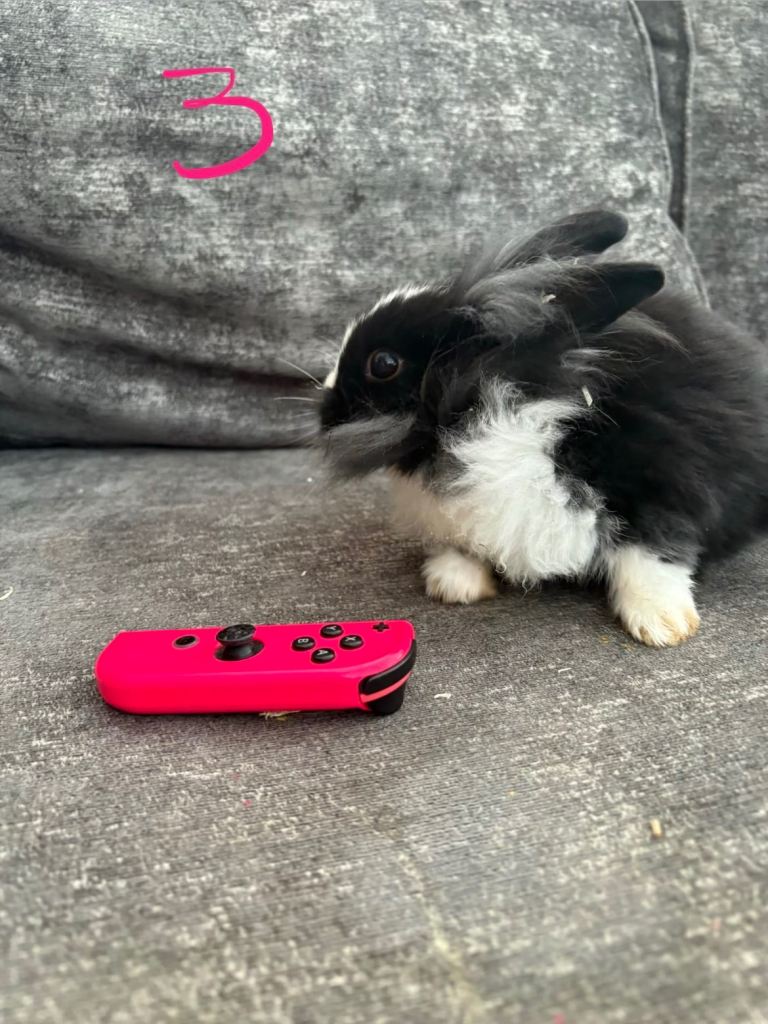 Adorable Baby Rabbits 10 weeks