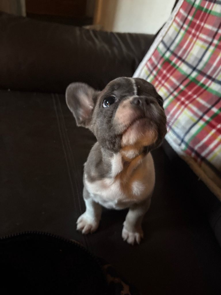 French bulldogs 