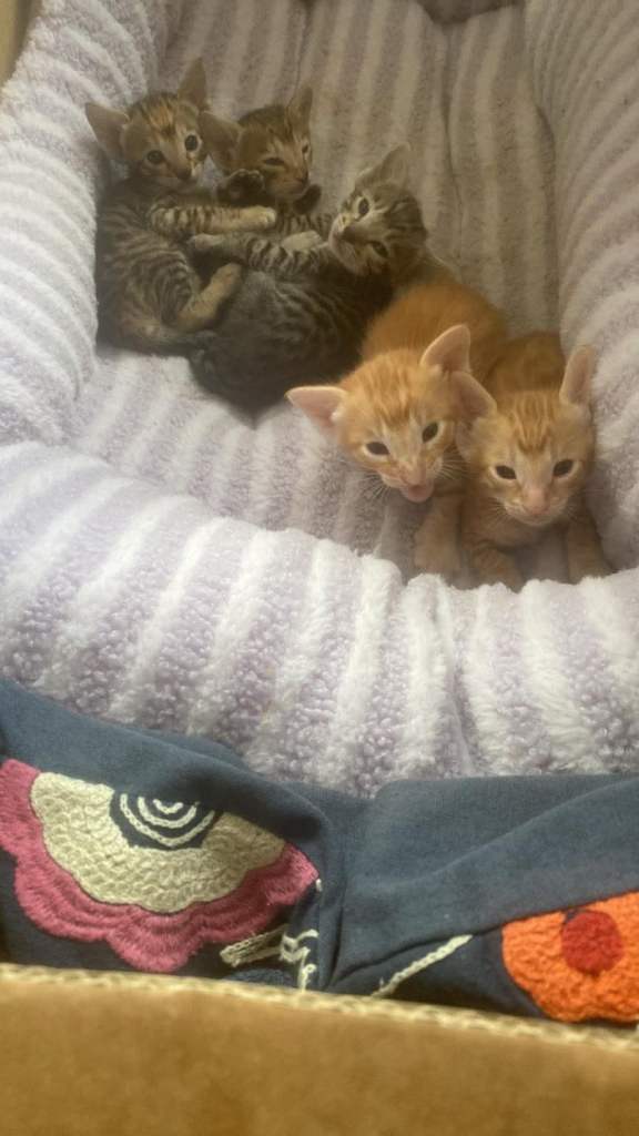 Serengeti kittens F1