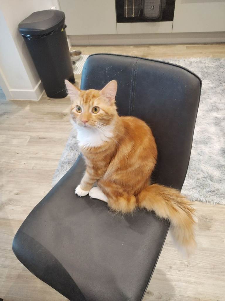 Ginger boy