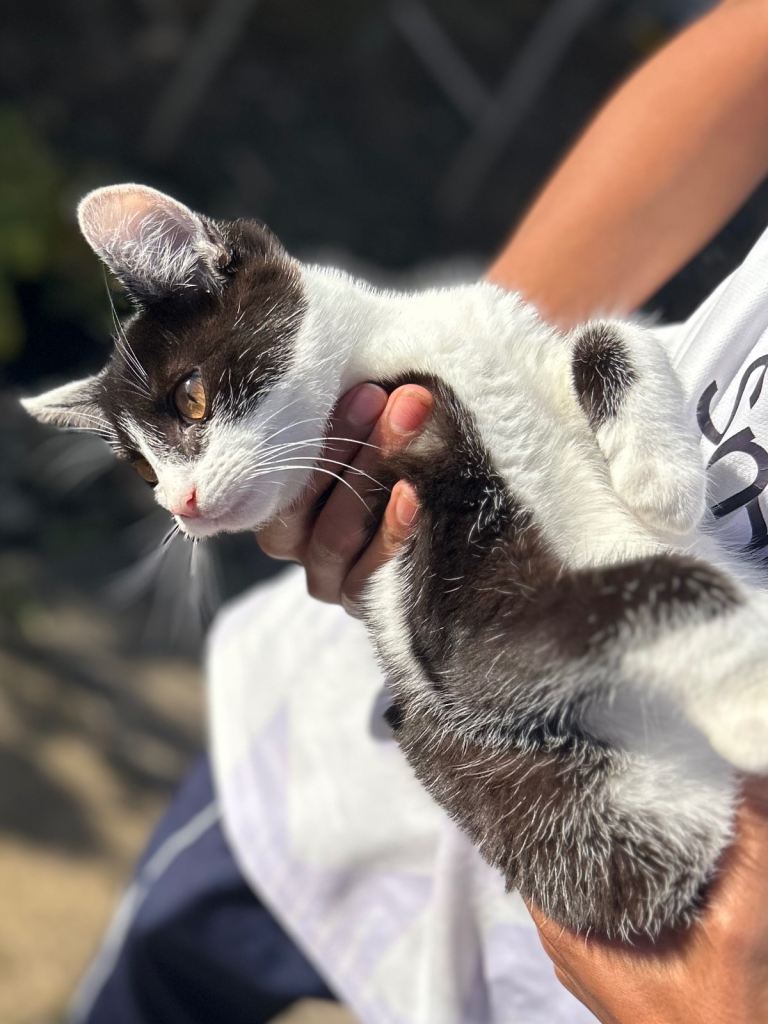 Kittens for Sale