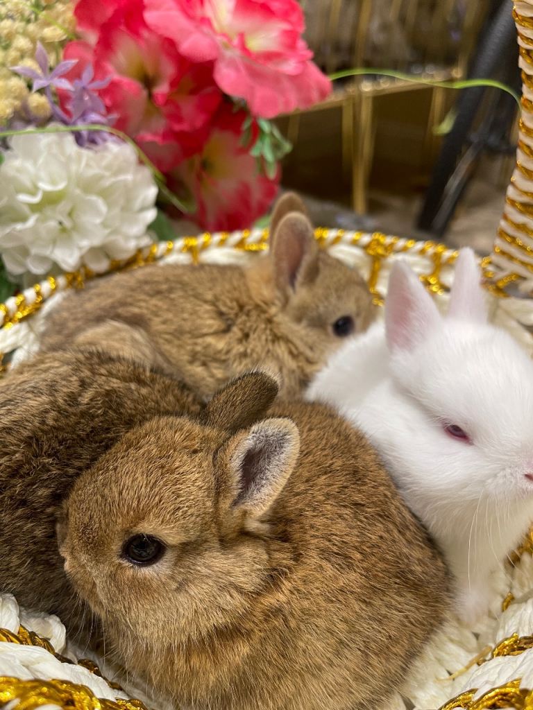 Pure Netherland Dwarfs