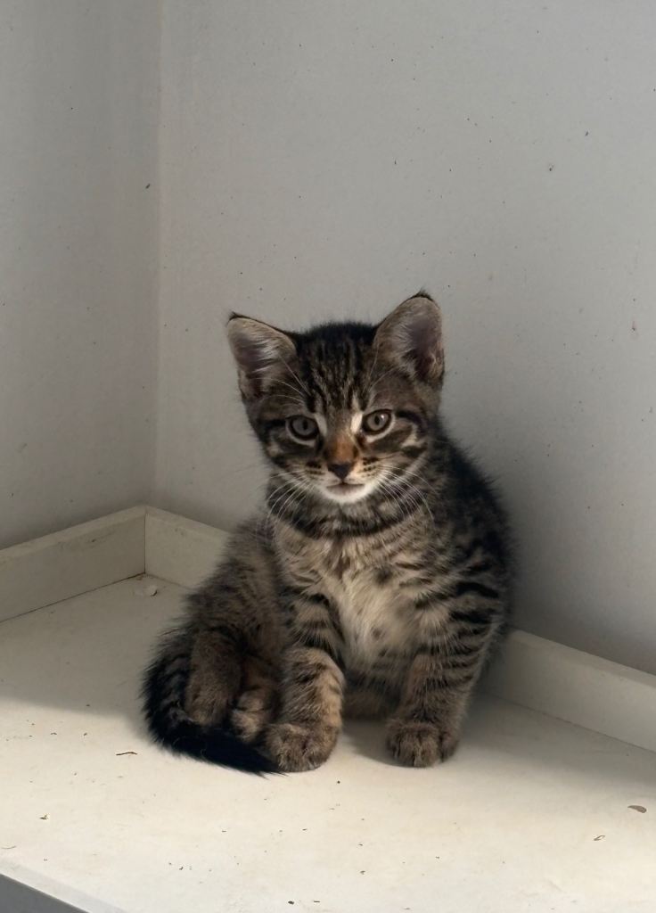 Tabby and black kittens for sale 