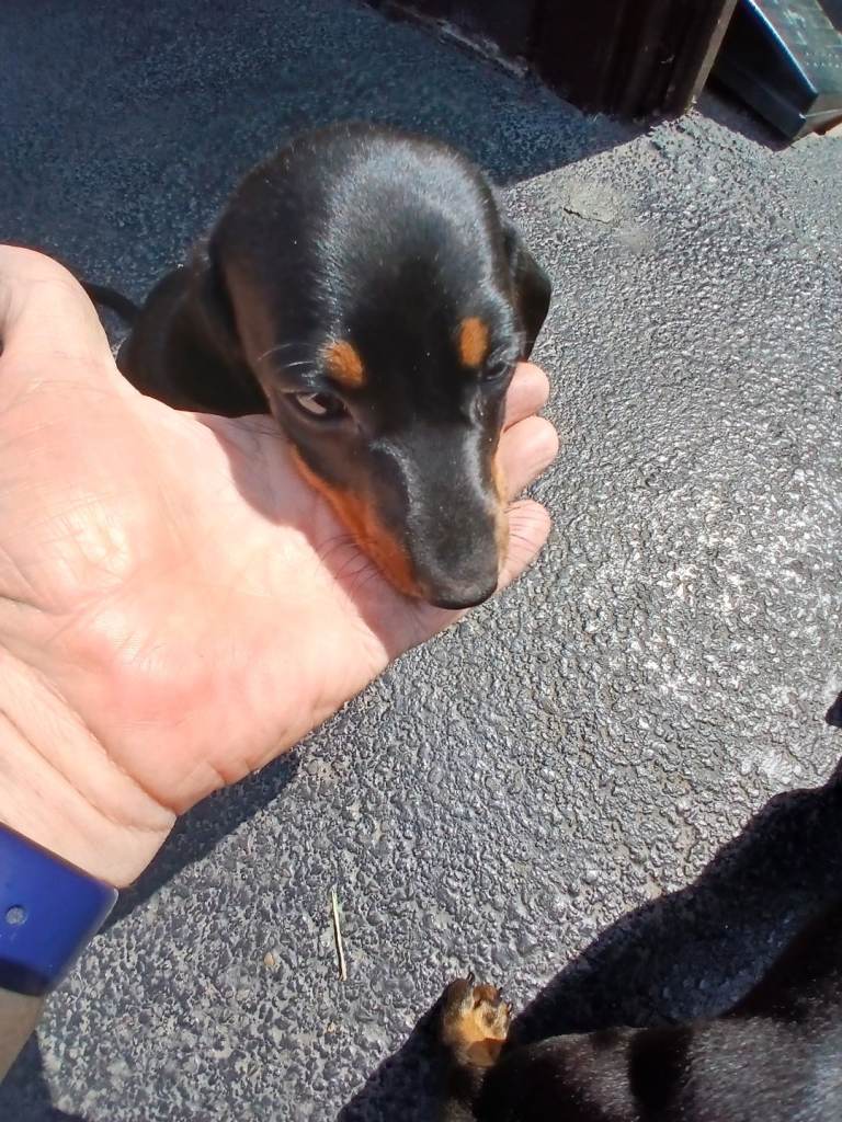 Dashounds  1 male   pup left