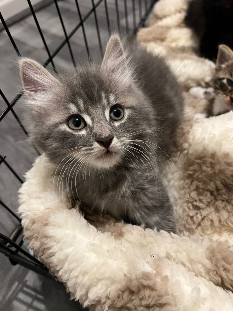 Kittens for sale 