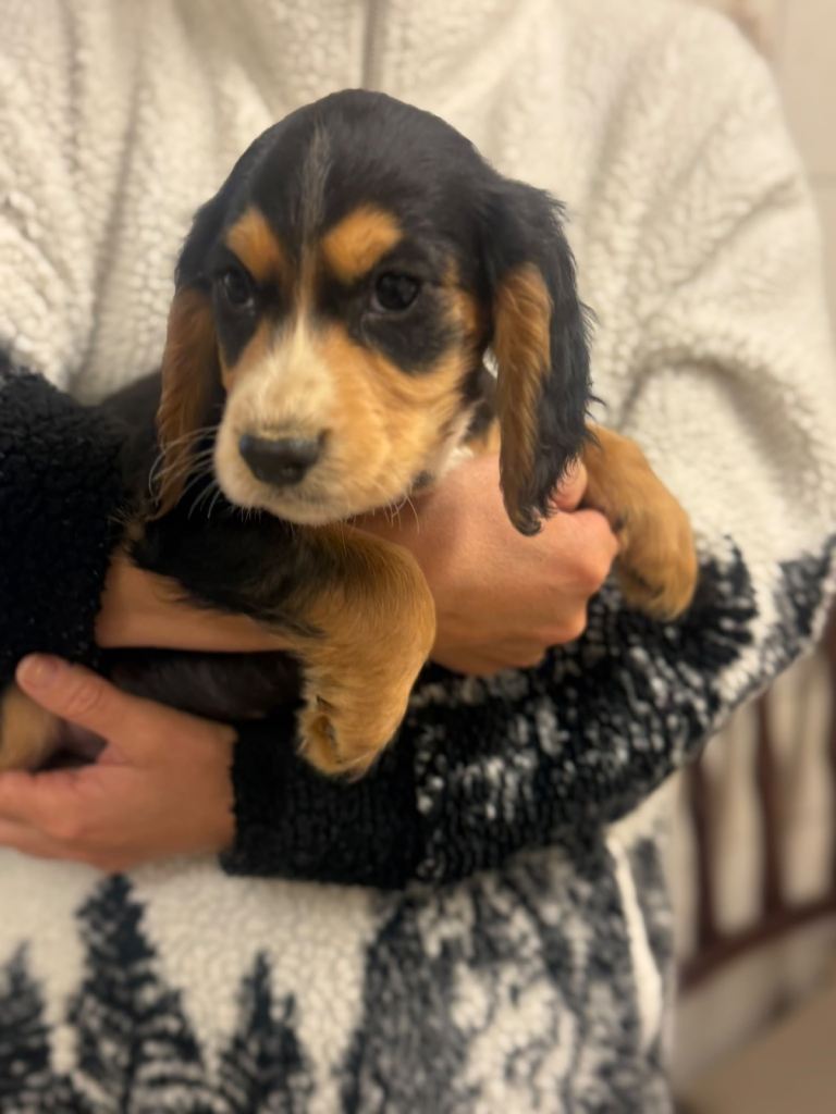 Beautiful cocker spaniel puppies 