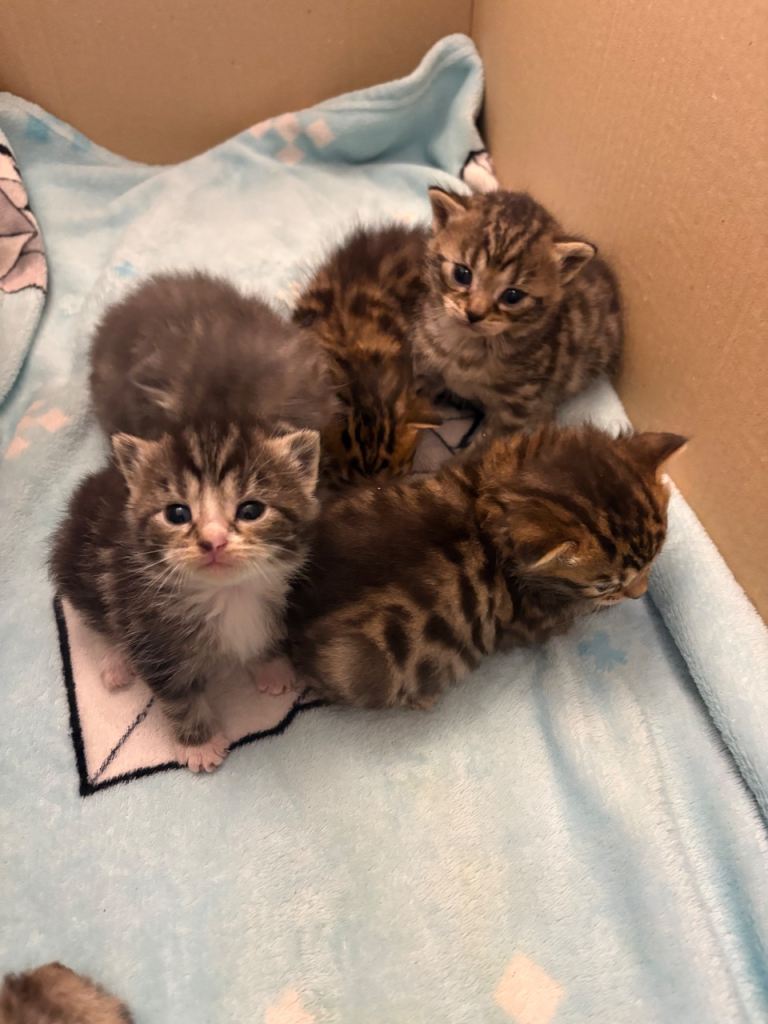 Gorgeous Maine coon x Bengal