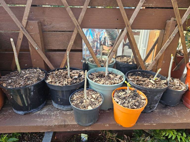 X6 Abutilon rose of sharon white and red flower plant bush hardy perennial 