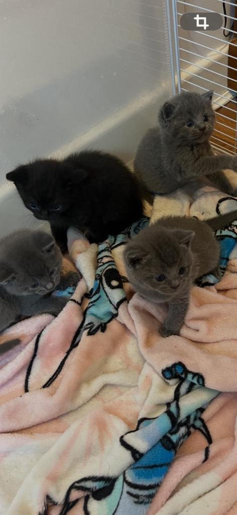  READY FOR COLLECTION 9 weeks British Shorthair kittens 