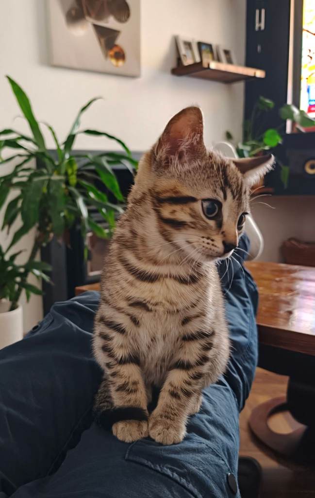 Bengal kitten