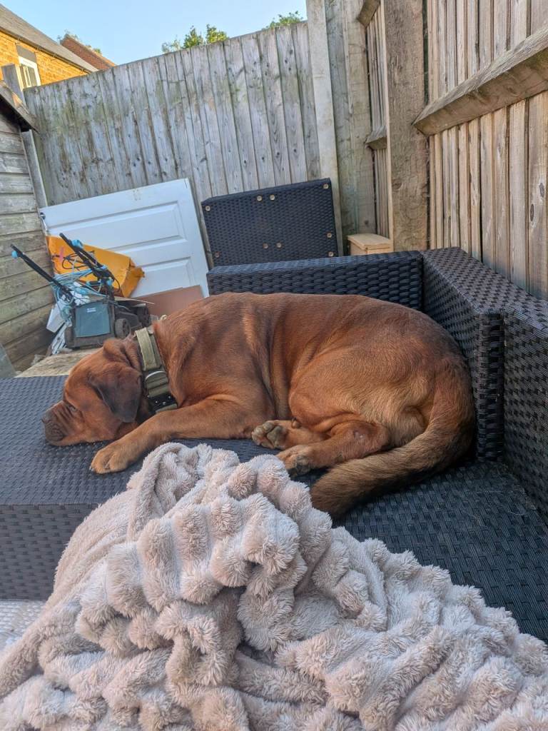 Rottweiler cross Dr. Bordeaux 