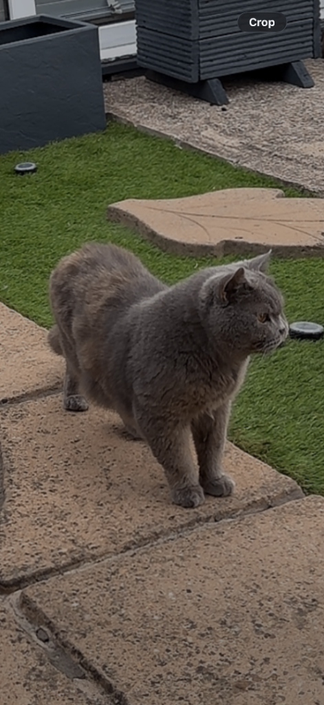 British short hair cat 