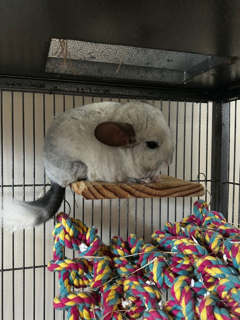 **🐭 Two Male Chinchillas – 2 Years Old – Full Setup Included**
