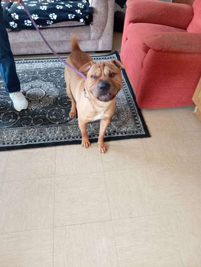 Shar pei
