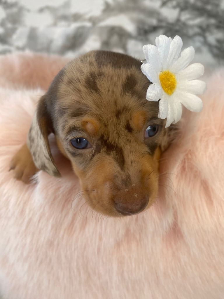 Miniature dachshund pups 