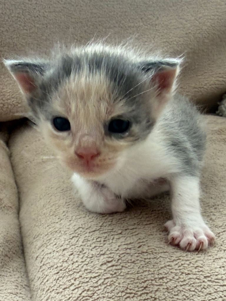 🐾 Gorgeous Kittens Looking for Their Homes 🐾