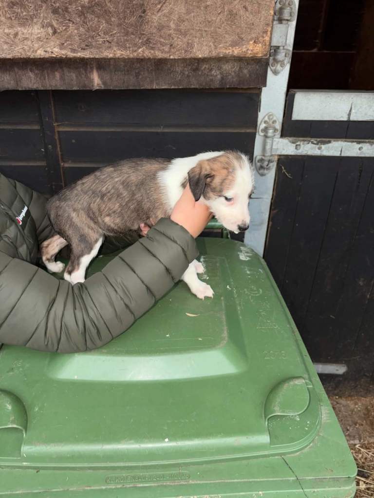 Bedlington whippet collie greyhound pups