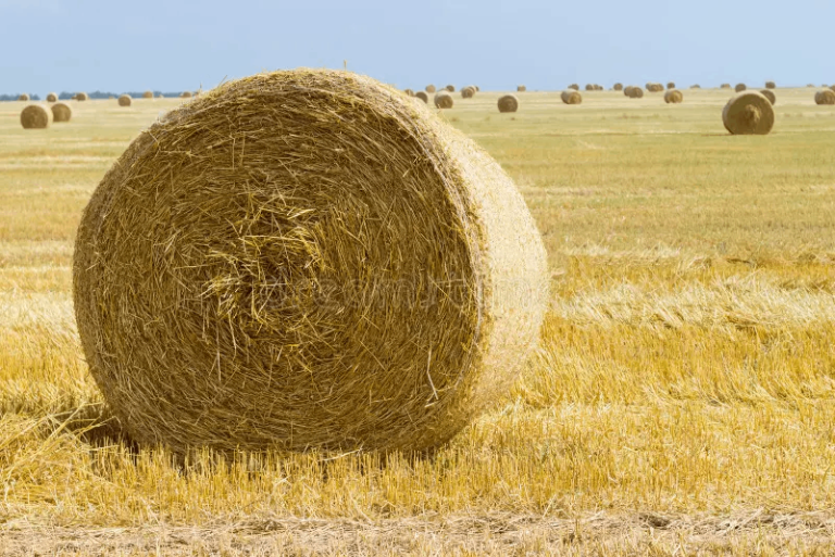 Round Spring Straw Barley Bales – Freshly Baled