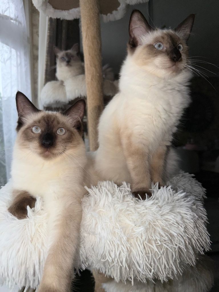Family Raised Ragdoll Kittens