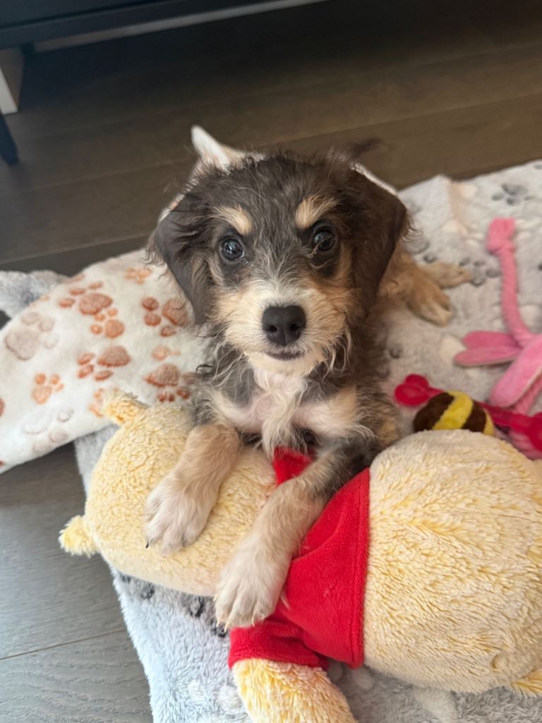 STUNNING TRI COLOUR MINI COCKAPOO PUP