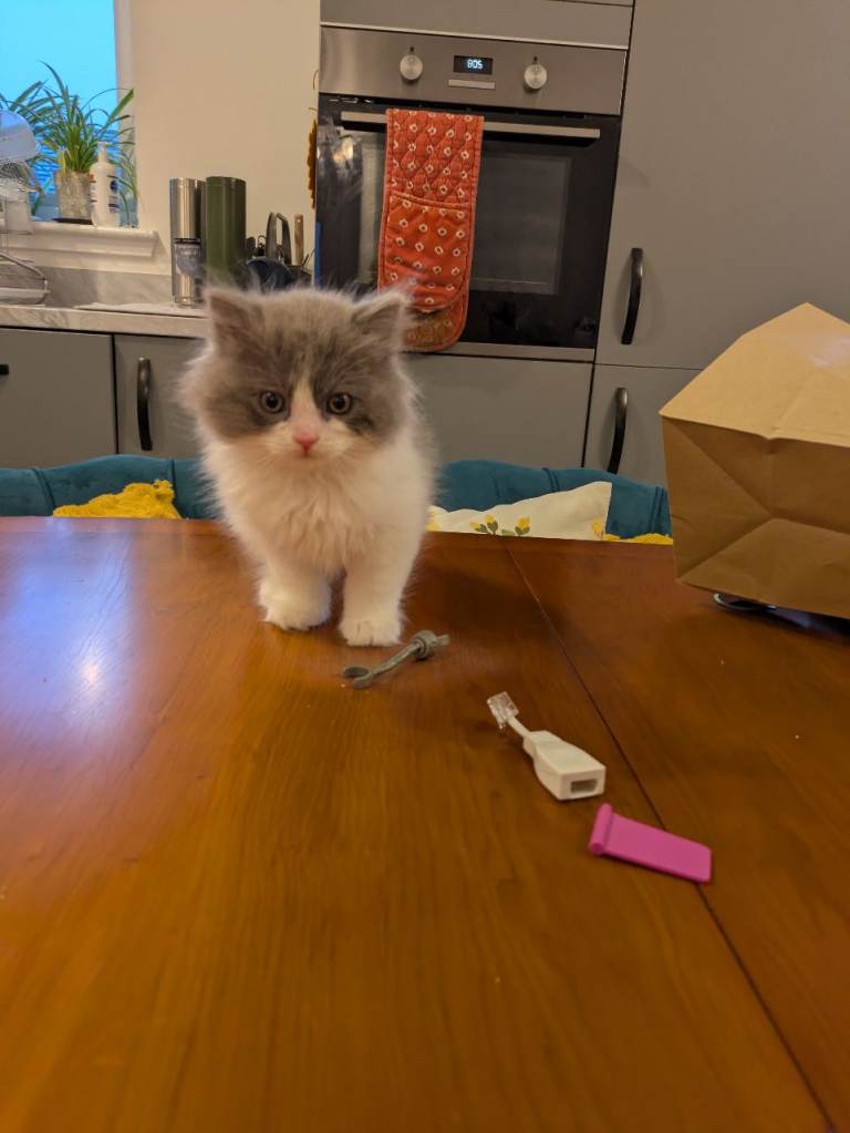 BLH x Snowshoe kitten. 8 weeks old and well >1kg