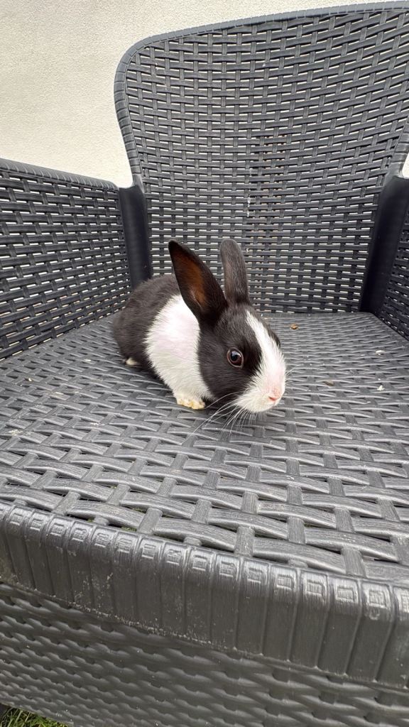 Baby rabbits 