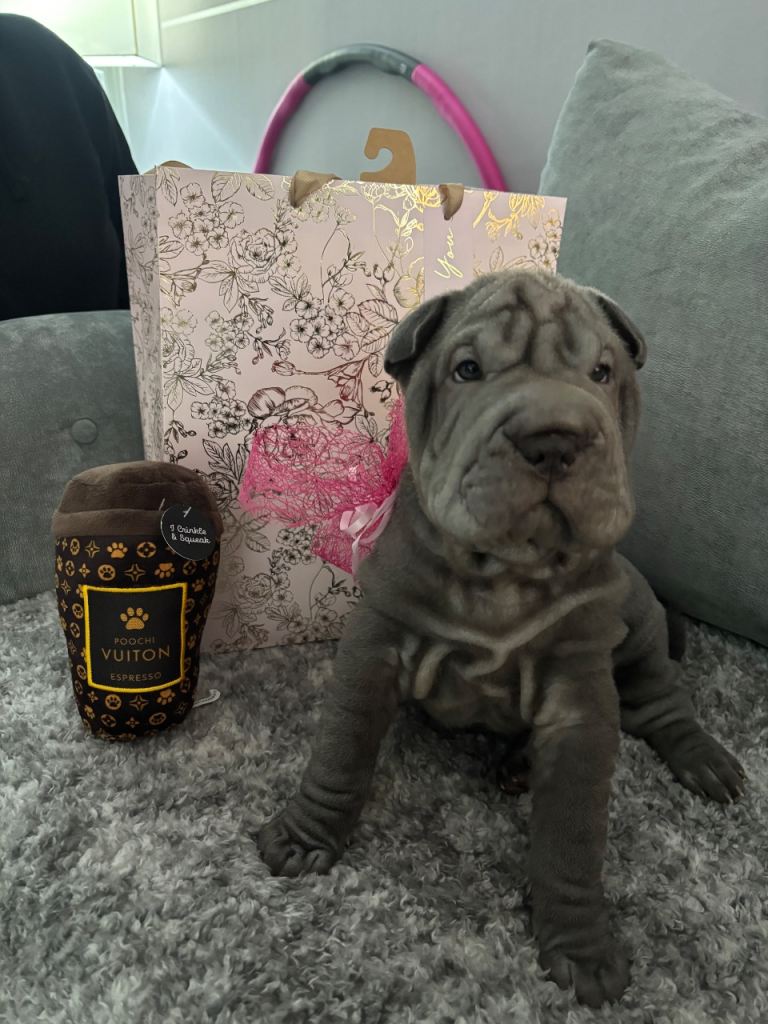 Shar pei puppies 