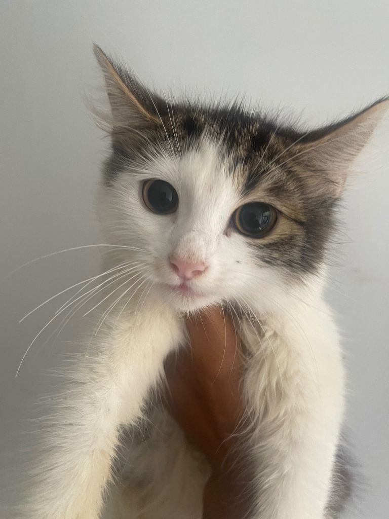 Urgent rehome : Mother and kitten