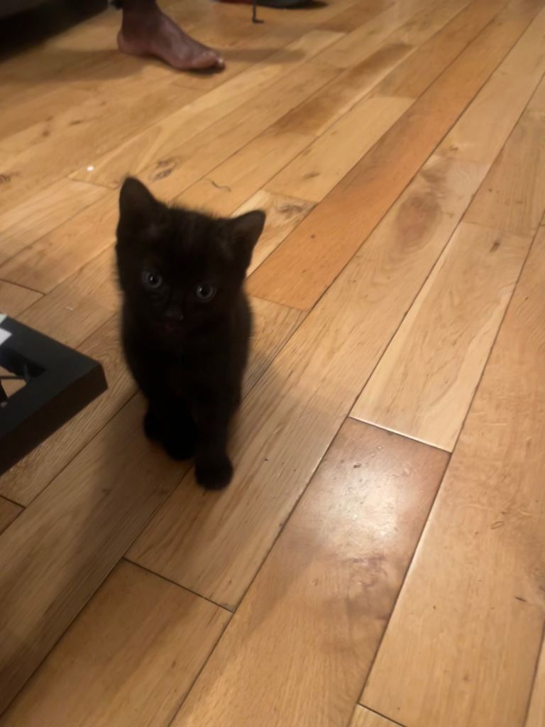 Black Kitten for sale