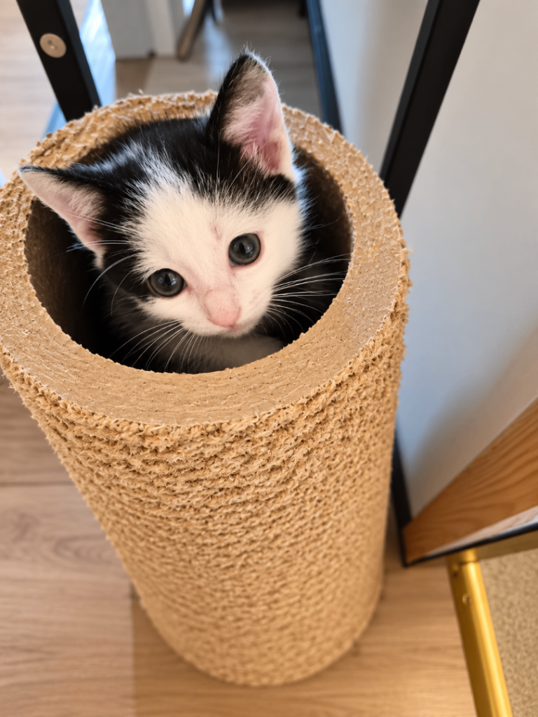 5 Beautiful Female Kittens – £95 Each 🐾