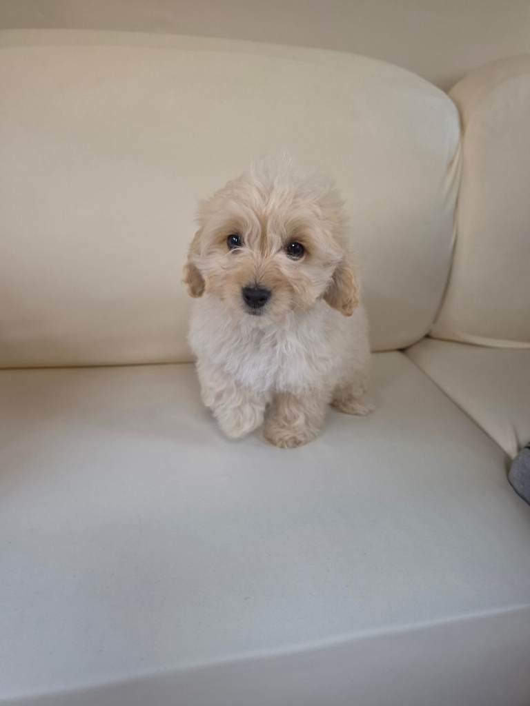 Cockapoo puppies looking for new home